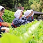 かすりの着物姿で茶を摘み取る参加者たち＝神戸市灘区原田