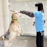 本番に向けて学生らと練習に励むヤギの花ちゃん＝神戸市東灘区向洋町中１