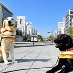 盲導犬や訓練犬の医療費支援を求めてクラウドファンディングが実施されている（兵庫盲導犬協会提供）
