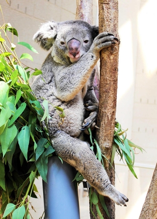 王子動物園に仲間入りしたイツキ＝神戸市灘区王子町３