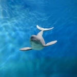 水族館で展示されるスナメリ。愛らしい表情が人気だという（提供写真）