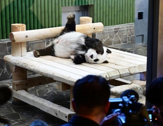 報道陣にカメラを向けられるパンダのタンタン＝１６日午後、神戸市灘区王子町３、神戸市立王子動物園（撮影・斎藤雅志）