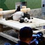 報道陣にカメラを向けられるパンダのタンタン＝１６日午後、神戸市灘区王子町３、神戸市立王子動物園（撮影・斎藤雅志）