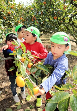今秋の柿狩りが始まる友清柿園で実をもぐ子どもら＝神戸市西区櫨谷町友清