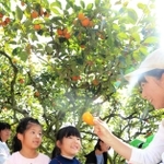 もぎたての柿を味わう子どもたち＝神戸市西区櫨谷町友清