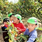 今秋の柿狩りが始まる友清柿園で実をもぐ子どもら＝神戸市西区櫨谷町友清