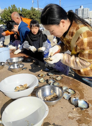 アコヤガイから真珠を取り出す参加者たち＝神戸市須磨区須磨浦通６、須磨浦漁友会