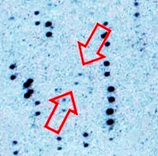 矢印の内側が北海道のアマチュア天文家が発見した小惑星「Ｎａｒｕｓａｗａ」。２５分差で撮影した２枚の画像を重ね、小惑星が動いた形跡が二つの点として写っている（東亜天文学会提供）