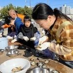 アコヤガイから真珠を取り出す参加者たち＝神戸市須磨区須磨浦通６、須磨浦漁友会
