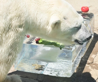 氷柱に顔を近づけるホッキョクグマのミユキ。動物園の人気者だった＝２０２３年７月１６日、神戸市灘区王子町３