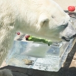 氷柱に顔を近づけるホッキョクグマのミユキ。動物園の人気者だった＝２０２３年７月１６日、神戸市灘区王子町３