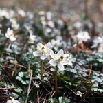開花し、例年より約２週間早く見ごろとなったバイカオウレン＝神戸市灘区六甲山町、六甲高山植物園