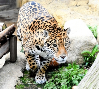 埼玉県へ引っ越しが決まったジャガーのネリア（王子動物園提供）