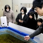 エビが泳ぐ水槽を見学する参加者＝神戸市垂水区本多聞４