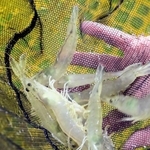 新多聞団地内の水槽で飼育されているバナメイエビ＝神戸市垂水区本多聞４