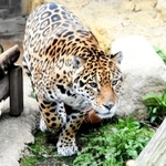 埼玉県へ引っ越しが決まったジャガーのネリア（王子動物園提供）