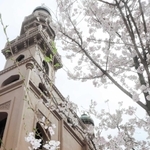 神戸ムスリムモスクのシンボル、ソメイヨシノ＝中央区中山手通２