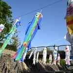 児童が模様を描いた色とりどりのこいぼり＝神戸市灘区の都賀川