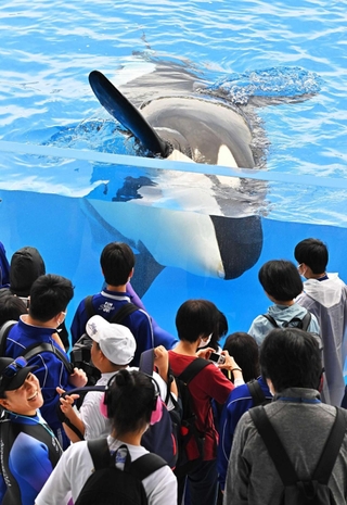 内覧会でシャチを見学する神戸市立青陽灘高等支援学校の生徒ら＝神戸須磨シーワールド（撮影・斎藤雅志）