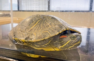 外来生物のアカミミガメ＝神戸市役所