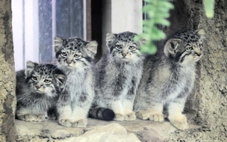 マヌルネコの赤ちゃん４匹が公開された＝神戸どうぶつ王国