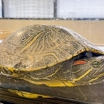 外来生物のアカミミガメ＝神戸市役所