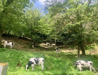 山間でのびのびと育つ弓削牧場の乳牛＝神戸市北区