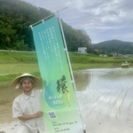 盛典向けの山田錦を、消化液を生かして無農薬無化学肥料で栽培する名古屋敦さん＝加西市内