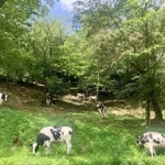 山間でのびのびと育つ弓削牧場の乳牛＝神戸市北区