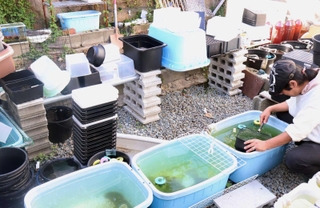 窃盗被害によって、メダカがいなくなった水槽が並ぶ飼育場＝須磨区内