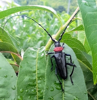 クビアカツヤカミキリの成虫（神戸市提供）