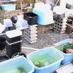 窃盗被害によって、メダカがいなくなった水槽が並ぶ飼育場＝須磨区内
