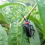 クビアカツヤカミキリの成虫（神戸市提供）