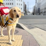 医療や環境維持費支援を求めてクラウドファンディングが実施されている（兵庫盲導犬協会提供）