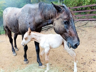 ９月に生まれた子馬に寄り添う母のララ（六甲山牧場提供）