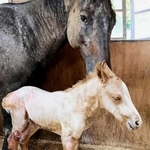 六甲山牧場で６年ぶりに生まれた子馬（手前）と母「ララ」（六甲山牧場提供）