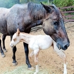 ９月に生まれた子馬に寄り添う母のララ（六甲山牧場提供）
