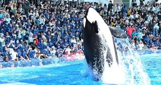 ジャンプするシャチに歓声を上げる来場者＝神戸市須磨区若宮町１、神戸須磨シーワールド
