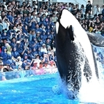 ジャンプするシャチに歓声を上げる来場者＝神戸市須磨区若宮町１、神戸須磨シーワールド