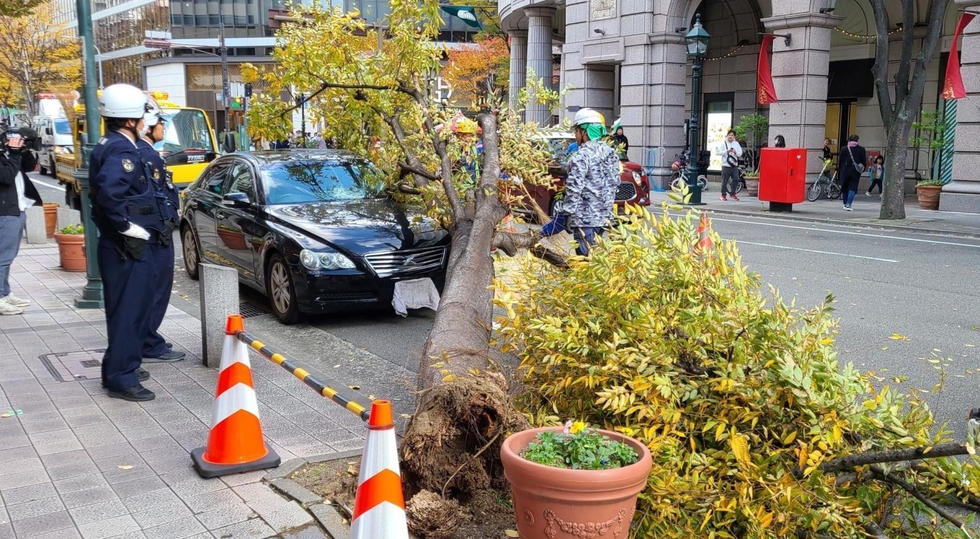 神戸市、倒木は根腐れと突発的な強風が原因 市内の街路樹11万本を緊急