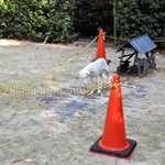 ロープで囲われ、うなだれているような姿がさらに強調されて見える犬の像＝中央区下山手通４、県公館