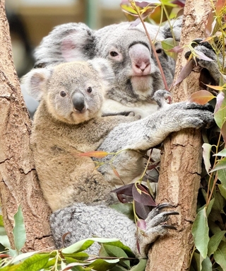 名前を募っているコアラの赤ちゃん（左）と母親のオウカ（王子動物園提供）