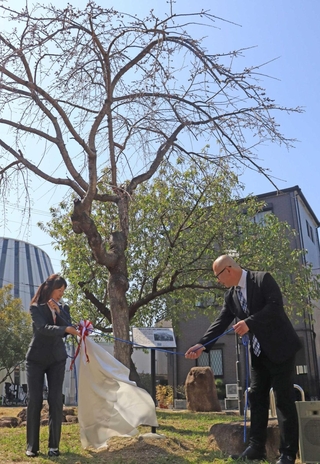 三春滝桜の子孫木の根元に設置された銘板の除幕式＝海運双子池公園