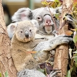 名前を募っているコアラの赤ちゃん（左）と母親のオウカ（王子動物園提供）