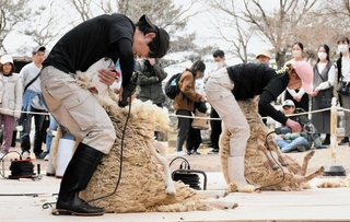 専用のバリカンで毛を刈られるヒツジ＝六甲山牧場