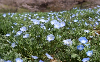 花びらが開き始めたネモフィラの丘。４月下旬ごろには見頃を迎える＝いずれもこうべアグリパーク