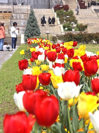 噴水広場に鮮やかに咲き誇るチューリップ＝須磨離宮公園