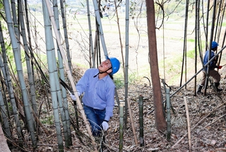 放置竹林を伐採するバハラム・イナンルさん。田畑や集落に隣接する里山の保全活動の一環だ＝北区大沢町日西原