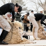 専用のバリカンで毛を刈られるヒツジ＝六甲山牧場
