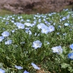 花びらが開き始めたネモフィラの丘。４月下旬ごろには見頃を迎える＝いずれもこうべアグリパーク